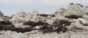 Zeehonden op de rotsen bij Kaikoura