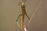 ZA_2008_47.JPG