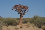 ZA_2008_06.JPG