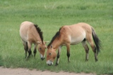 MG_2010_27.JPG